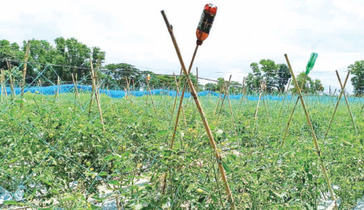 Off-season harvests boost income of Brahmanbaria farmers