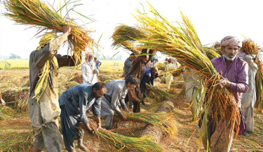 Farmers traditionally thresh rice crop in a field on the outskirts of Larkana, in Pakistan’s Sindh province on 23 October 2025. 	PHOTO: AFP