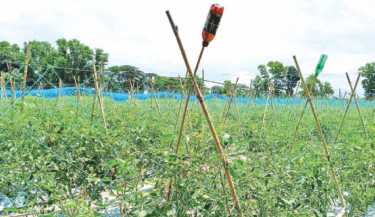 Off-season harvests boost income of Brahmanbaria farmers