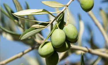 Parashat Noah: Olive leaf from paradise