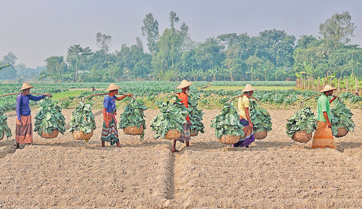 Farmers carry freshly harvested winter vegetables across a field, repeating a timeless rhythm of rural life and hard work in Bangladesh. The photo was taken in Bogura’s Sherpur upazila on Saturday. -SM Mostafijur Rahman