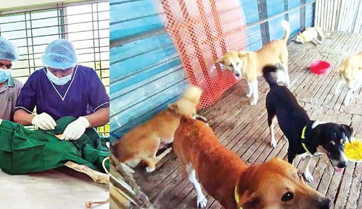 Spay-neuter, vaccination drive for dogs launched at KU