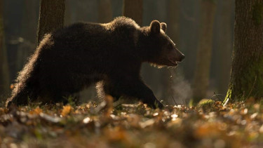 Japanese film about man-eating bear delayed after deadly attacks