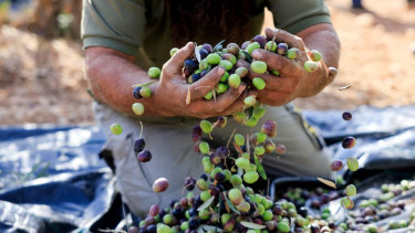West Bank farmers gather precious olives as harvest season brings new settler attacks