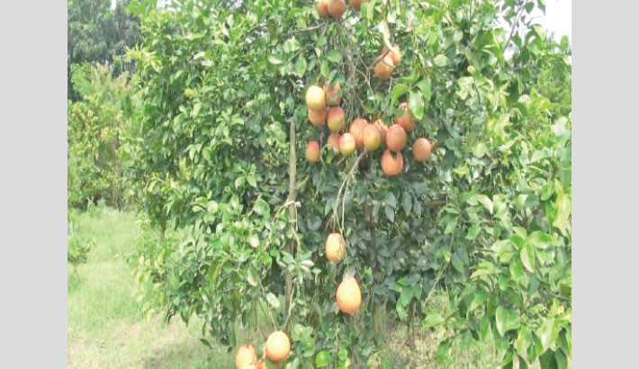 Star ruby grapefruit farming brings prosperity to Jhenaidah farmer
