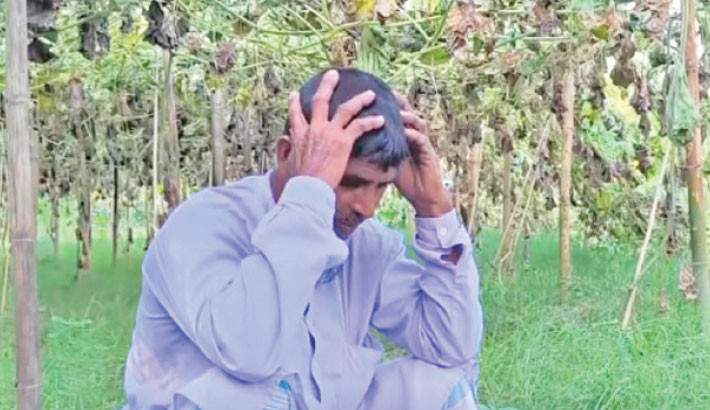 Intentional destruction of crops, fish goes on unabated