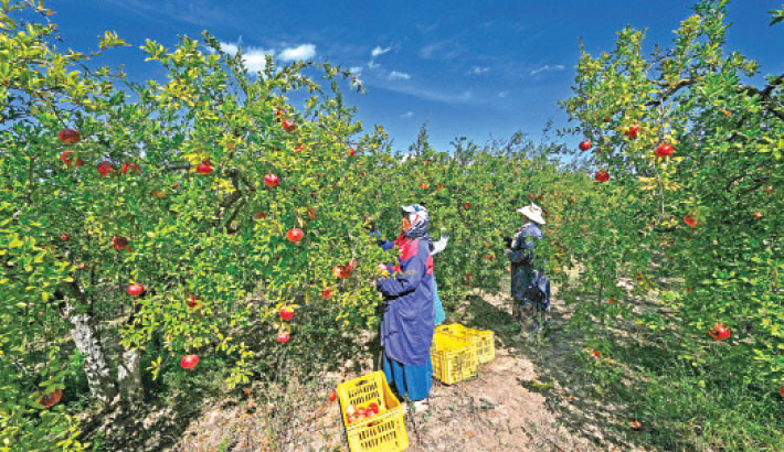 People harvest pomegranates in the town of Testour, in northern Tunisia, on 23 October. PHOTO: AFP