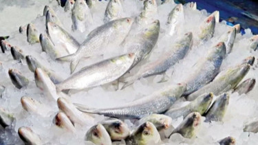 Hilsa returns to Khulna markets after 22-day ban