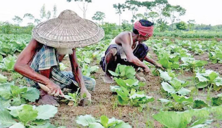 Early winter vegetables boost farmers’ income 
in Jashore