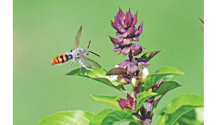 A Bee and a butterfly suck nectar from blooming flowers in Kuwait City on Tuesday. -AFP PHOTO