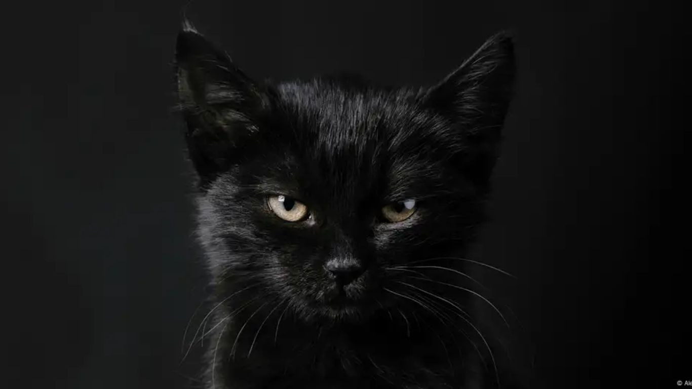 The many mysterious meanings of black cats