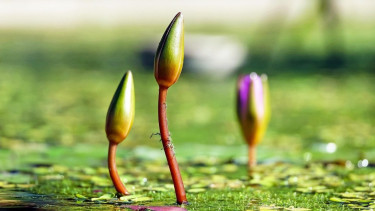 EC adds ‘Shapla Koli’ to list of election symbols