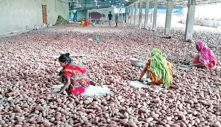 Joypurhat potato farmers count losses as prices plummet