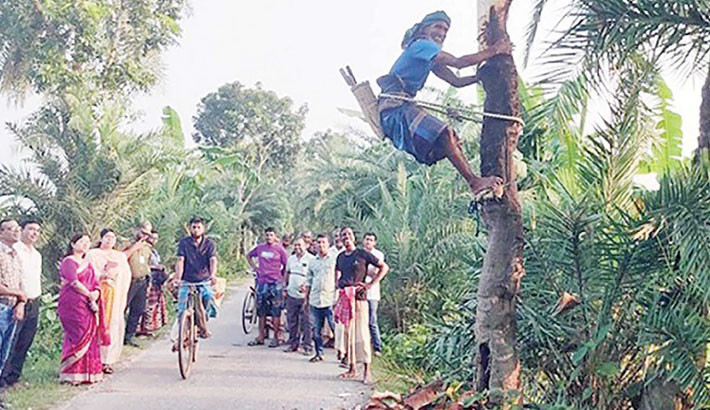 Preparations in full swing for date sap harvest in Jashore