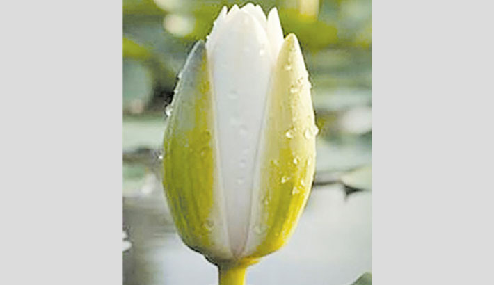 NCP accepts ‘Shapla Koli’, to contest all 300 seats