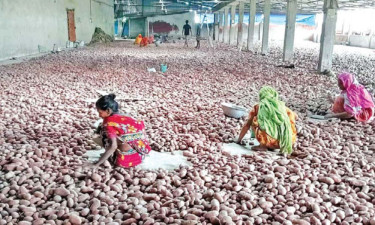 Joypurhat potato farmers count losses as prices plummet