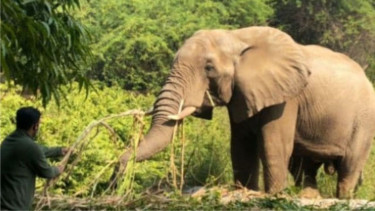 Delhi’s lonely African elephant killed by rare rodent-borne virus