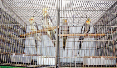 Endangered animals sold freely in Khulna despite ban