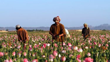 Afghan opium crop plummets after Taliban ban