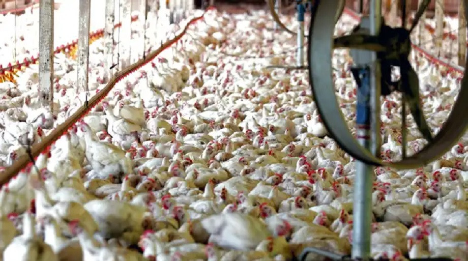 Brazil welcomes China lift of ban on poultry imports