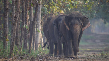 CITES praises Vantara’s world-class animal care and India’s strong wildlife laws