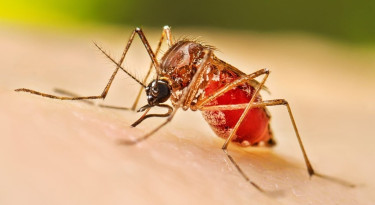 No Dengue deaths reported in 24hrs; 488 new patients hospitalized