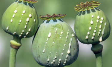 Raw materials used to produce heroin entering Bangladesh from Myanmar