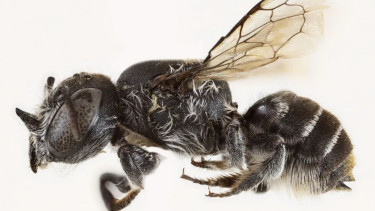 New 'Lucifer' bee with devil-like horns found in Australia