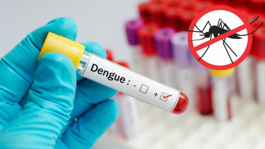 Dengue: Three more die, 912 hospitalised in 24hrs