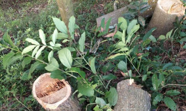 Sabotage attempt on Dhaka-Chattogram rail tracks foiled in Feni