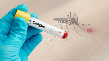 Three more die of dengue in 24hrs, 833 hospitalised