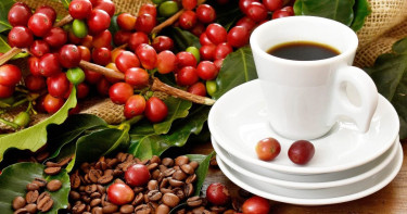 Scientists claim it's already too late to save the luxury crops that make coffee, chocolate, and wine