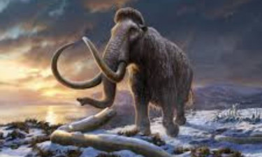 40,000-yr-old woolly mammoth RNA offers a peek into its last moments