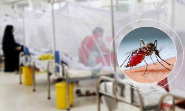 5 die from dengue, 1,139 hospitalised in 24 hours
